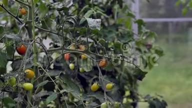 绿色和红色的樱桃小番茄生长在蔬菜床上。 农村土壤园圃种植蔬菜
